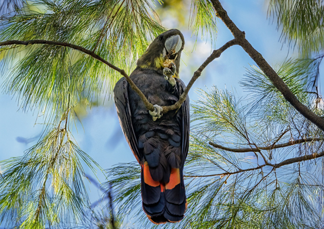 Glossy Black Cockatoo.